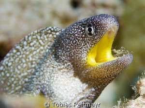 Yellow-mouth moray getting cleaned, El Fanadir, Hurghada. by Tobias Reitmayr 
